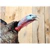 Image 3 : Gobbling Turkey On A Limb Full Body Bird Taxidermy