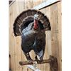 Image 4 : Gobbling Turkey On A Limb Full Body Bird Taxidermy