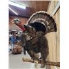 Image 5 : Gobbling Turkey On A Limb Full Body Bird Taxidermy