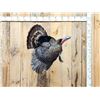 Image 6 : Gobbling Turkey On A Limb Full Body Bird Taxidermy