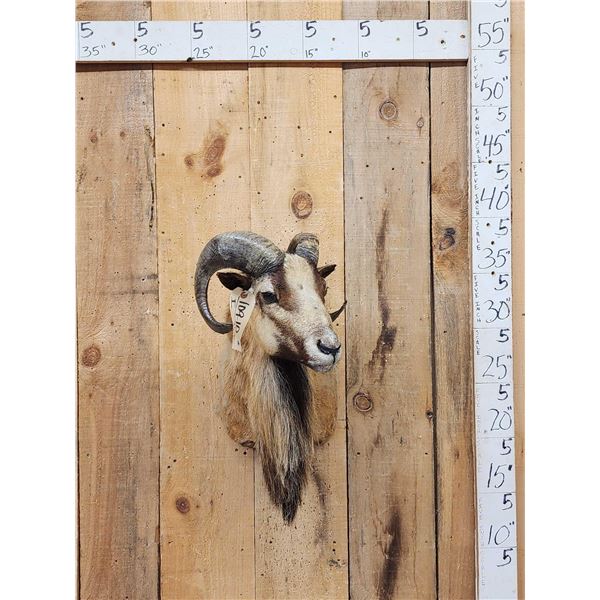 Mouflon Cross Ram Sheep Shoulder Mount