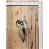 Image 1 : Mouflon Cross Ram Sheep Shoulder Mount