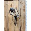 Image 2 : Mouflon Cross Ram Sheep Shoulder Mount