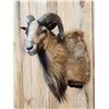 Image 3 : Mouflon Cross Ram Sheep Shoulder Mount