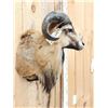 Image 4 : Mouflon Cross Ram Sheep Shoulder Mount