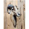 Image 5 : Mouflon Cross Ram Sheep Shoulder Mount