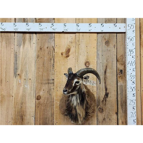 Mouflon Ram Sheep Shoulder Mount Taxidermy