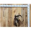 Image 1 : Mouflon Ram Sheep Shoulder Mount Taxidermy