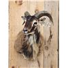 Image 2 : Mouflon Ram Sheep Shoulder Mount Taxidermy