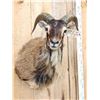 Image 3 : Mouflon Ram Sheep Shoulder Mount Taxidermy
