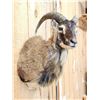Image 4 : Mouflon Ram Sheep Shoulder Mount Taxidermy