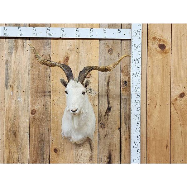 Feral Catalina Goat Shoulder Mount Taxidermy