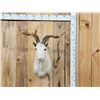 Image 1 : Feral Catalina Goat Shoulder Mount Taxidermy