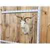 Image 2 : Feral Catalina Goat Shoulder Mount Taxidermy
