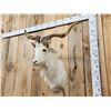 Image 3 : Feral Catalina Goat Shoulder Mount Taxidermy