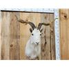Image 4 : Feral Catalina Goat Shoulder Mount Taxidermy