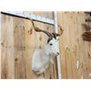 Image 5 : Feral Catalina Goat Shoulder Mount Taxidermy
