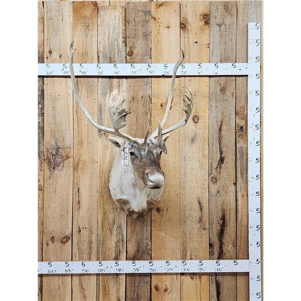 Caribou Shoulder Mount Taxidermy