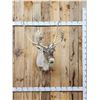 Image 1 : Caribou Shoulder Mount Taxidermy