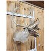 Image 2 : Caribou Shoulder Mount Taxidermy