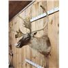 Image 3 : Caribou Shoulder Mount Taxidermy