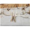 Image 10 : 5 Matching Sets Of Wild Whitetail Shed Antlers