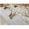Image 11 : 5 Matching Sets Of Wild Whitetail Shed Antlers