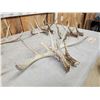 Image 12 : 5 Matching Sets Of Wild Whitetail Shed Antlers