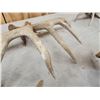 Image 15 : 5 Matching Sets Of Wild Whitetail Shed Antlers