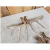 Image 16 : 5 Matching Sets Of Wild Whitetail Shed Antlers