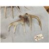 Image 17 : 5 Matching Sets Of Wild Whitetail Shed Antlers