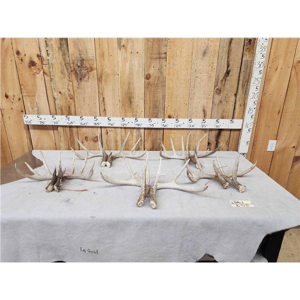 5 Matching Sets Of Wild Whitetail Shed Antlers
