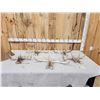 Image 1 : 5 Matching Sets Of Wild Whitetail Shed Antlers
