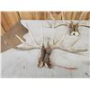Image 2 : 5 Matching Sets Of Wild Whitetail Shed Antlers