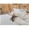 Image 3 : 5 Matching Sets Of Wild Whitetail Shed Antlers
