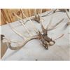 Image 4 : 5 Matching Sets Of Wild Whitetail Shed Antlers