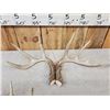 Image 5 : 5 Matching Sets Of Wild Whitetail Shed Antlers