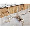 Image 6 : 5 Matching Sets Of Wild Whitetail Shed Antlers