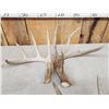 Image 7 : 5 Matching Sets Of Wild Whitetail Shed Antlers