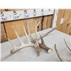 Image 8 : 5 Matching Sets Of Wild Whitetail Shed Antlers