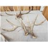 Image 9 : 5 Matching Sets Of Wild Whitetail Shed Antlers