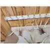 Image 10 : 11 Matching Sets Of Wild Whitetail Shed Antlers