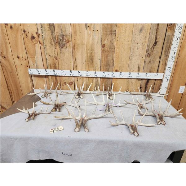 11 Matching Sets Of Wild Whitetail Shed Antlers