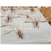 Image 2 : 11 Matching Sets Of Wild Whitetail Shed Antlers