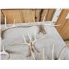 Image 3 : 11 Matching Sets Of Wild Whitetail Shed Antlers