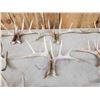 Image 4 : 11 Matching Sets Of Wild Whitetail Shed Antlers