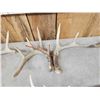 Image 5 : 11 Matching Sets Of Wild Whitetail Shed Antlers