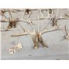Image 6 : 11 Matching Sets Of Wild Whitetail Shed Antlers