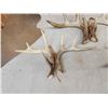 Image 7 : 11 Matching Sets Of Wild Whitetail Shed Antlers