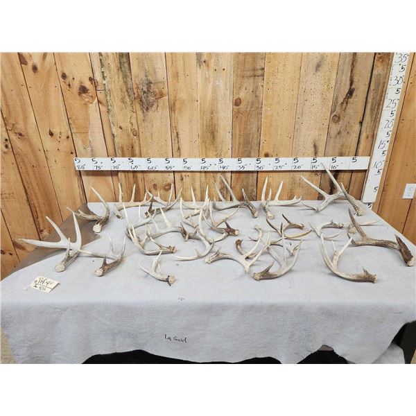21.4 Lbs Of Whitetail Shed Antlers